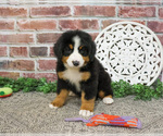 Small #6 Bernese Mountain Dog