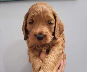 Goldendoodle Puppy for Sale in NEWARK, New Jersey USA