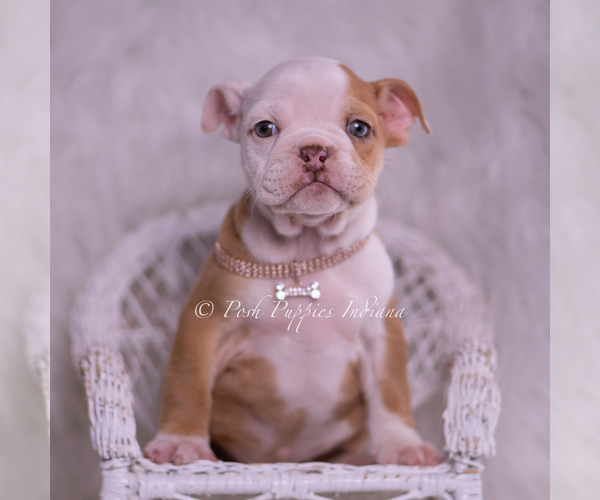 Medium Photo #3 English Bulldog Puppy For Sale in WARSAW, IN, USA