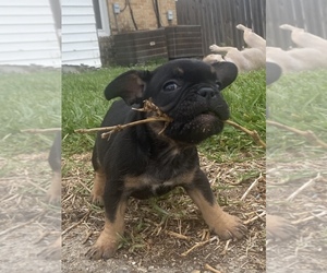 French Bulldog Puppy for sale in NEW ORLEANS, LA, USA