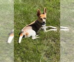 Small #1 Jack Russell Terrier