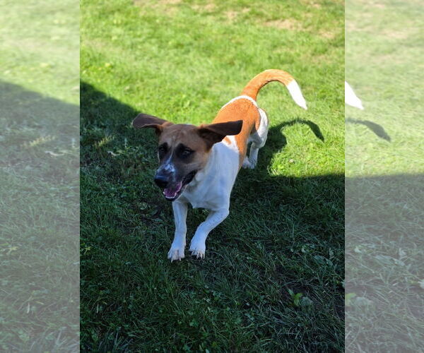 Medium Photo #3 Basset Hound-Unknown Mix Puppy For Sale in Brookville, OH, USA