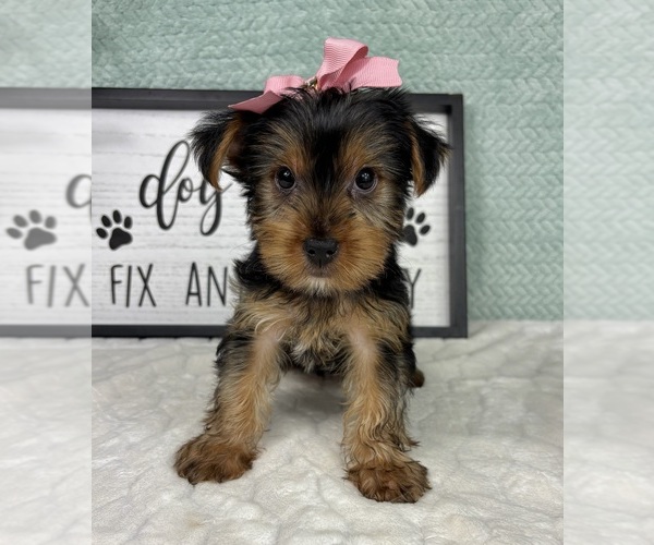 Medium Photo #5 Yorkshire Terrier Puppy For Sale in FRANKLIN, IN, USA