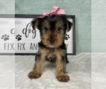Small #4 Yorkshire Terrier