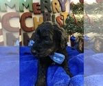 Small Photo #12 Goldendoodle Puppy For Sale in DYERSBURG, TN, USA