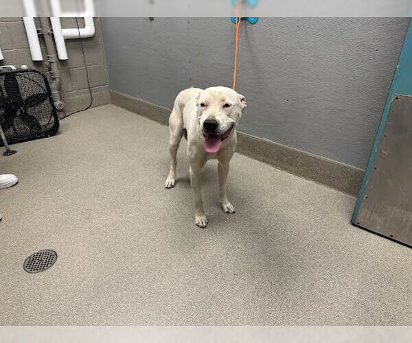 Medium Photo #1 American Pit Bull Terrier-Unknown Mix Puppy For Sale in Las Vegas, NV, USA