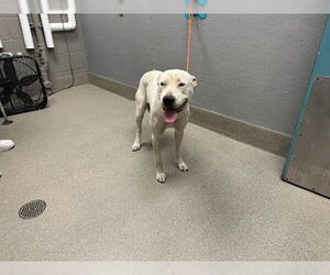 American Pit Bull Terrier-Unknown Mix Dogs for adoption in Las Vegas, NV, USA