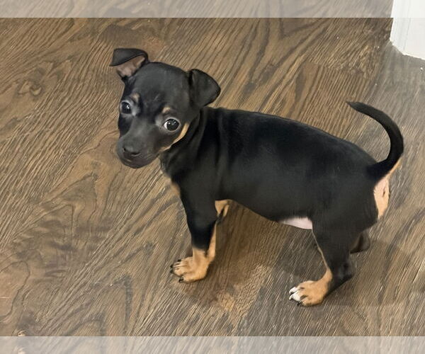 Medium Photo #3 Chihuahua-Unknown Mix Puppy For Sale in Omaha, NE, USA