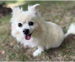 Small #2 Pomeranian