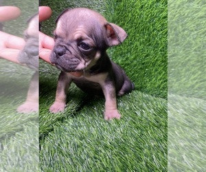 American Bully Puppy for sale in ROGERS PARK, IL, USA