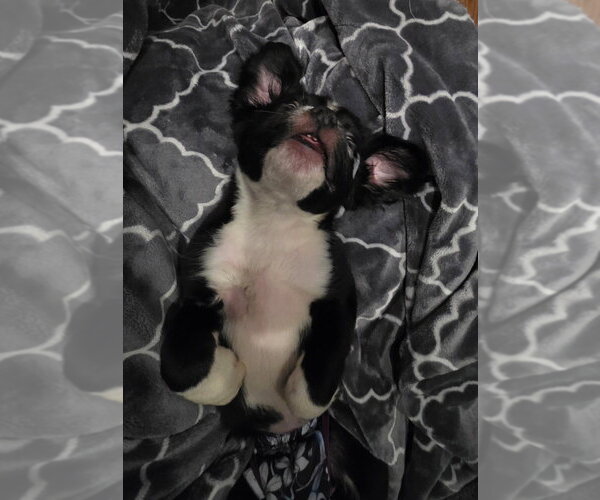 Medium Photo #2 Mutt Puppy For Sale in Raleigh, NC, USA