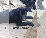 Small Photo #4 Wolf Hybrid Puppy For Sale in BUNKER HILL, WV, USA