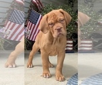 Small Photo #1 Dogue de Bordeaux Puppy For Sale in BEAVER, OH, USA