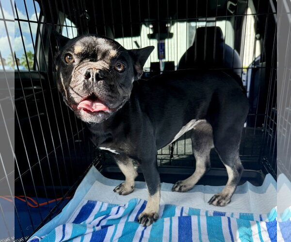 Medium Photo #4 French Bulldog Puppy For Sale in Boca Raton, FL, USA