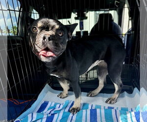 Purebred French Bulldog DOT - Female French Bulldog Dog for Adoption - Photo #4