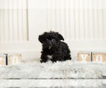 Small Photo #3 YorkiePoo Puppy For Sale in WARSAW, IN, USA