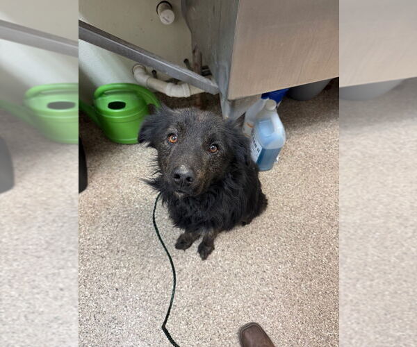 Medium Photo #3 Mutt Puppy For Sale in Great Bend, KS, USA