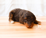 Small Photo #4 Bernedoodle Puppy For Sale in CARLOCK, IL, USA