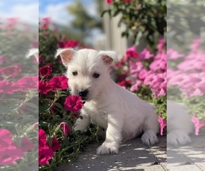 West Highland White Terrier Puppy for sale in CANOGA, NY, USA