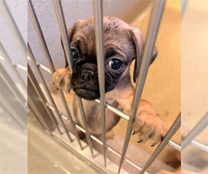 Pug Dogs for adoption in Rancho Cucamonga, CA, USA