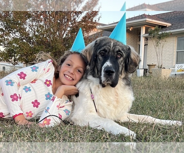 Medium Photo #1 Mastiff-Pyrenean Mastiff Mix Puppy For Sale in RHOME, TX, USA