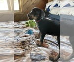 Small #4 Doberman Pinscher