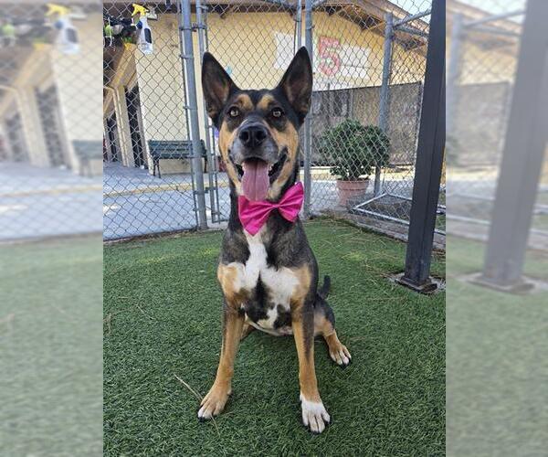 Medium Photo #2 German Shepherd Dog-Unknown Mix Puppy For Sale in Downey, CA, USA
