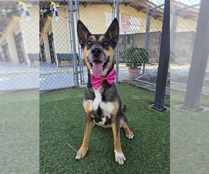 SHEILA - Female German Shepherd Dog-Unknown Mix Dog for Adoption - Photo #2