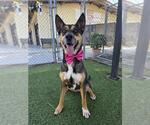 Small Photo #2 German Shepherd Dog-Unknown Mix Puppy For Sale in Downey, CA, USA