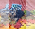 Small #22 Yorkshire Terrier