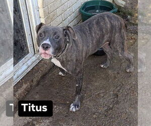 Staffordshire Bull Terrier Dogs for adoption in Munford, TN, USA