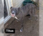 Small Staffordshire Bull Terrier