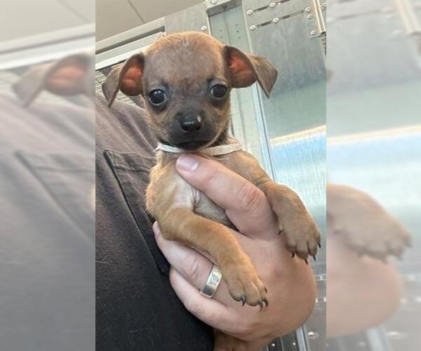 Medium Photo #1 Chihuahua Puppy For Sale in San Martin, CA, USA