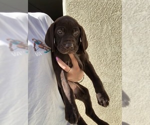 German Shorthaired Pointer Puppy for sale in RANCHO CALIFORNIA, CA, USA