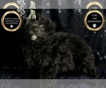 Small Photo #8 Poodle (Toy) Puppy For Sale in WARSAW, IN, USA
