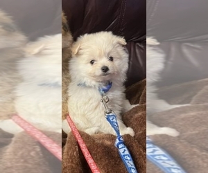 Pom-A-Poo Puppy for sale in EL PASO, TX, USA