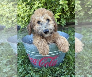 Whoodle (Miniature) Puppy for sale in MIDDLEBURY, IN, USA