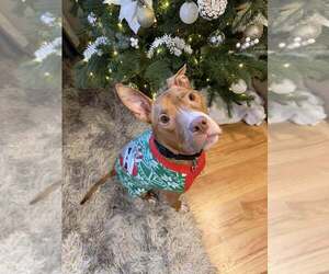 Harrison Ford - Male Mutt Dog for Adoption - Photo #11