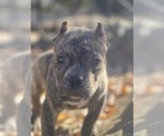 Small Photo #5 American Bully Puppy For Sale in WASHINGTON, DC, USA