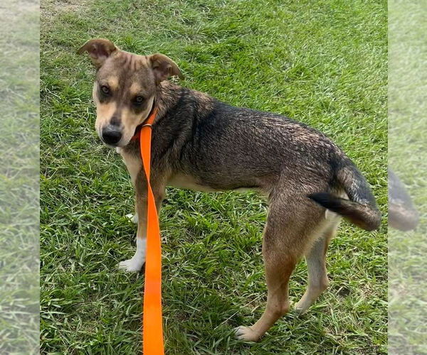 Medium Photo #2 Mutt Puppy For Sale in Oakhurst, NJ, USA