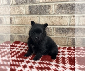 Pomeranian Puppy for sale in MIDDLEBURY, IN, USA