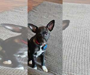 Kip - Male Chihuahua-Unknown Mix Dog for Adoption - Photo #5
