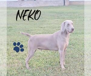 Father of the Weimaraner puppies born on 08/31/2025