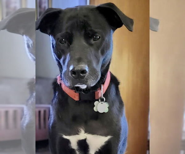 Medium Photo #3 Labrador Retriever-Unknown Mix Puppy For Sale in Maryville, TN, USA