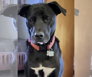 Bruce - Male Labrador Retriever-Unknown Mix Dog for Adoption - Photo #3