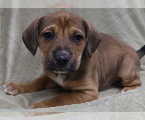 Medium Photo #4 Labbe Puppy For Sale in Princeton, MN, USA