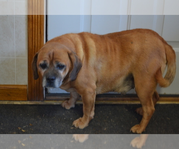 Medium Photo #1 Puggle Puppy For Sale in GREENWOOD, WI, USA