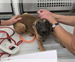 Mutt Dogs for adoption in Oroville, CA, USA