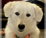 Small #3 Great Pyrenees
