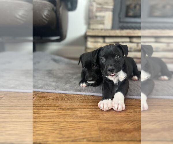 Medium Photo #4 Mutt Puppy For Sale in Imlay City, MI, USA